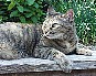 Sheila a tabby/abby mix in her favorite spot in the backyard waiting for a lizard to come along.