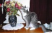 This is may cat Lita and she has a fascination with fresh flowers.  She can - and does - spend all day just smelling them as you can see from this picture.