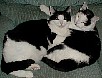 Here's a total of 44 lbs. of pure love.  Thing One and Thing Two(from Dr. Seus), brothers that were found tossed in a ditch in a paper lunch bag, now couldn't fit their heads in a bag that little!  Devoted to each other and us:0)