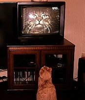 Cat watching TV